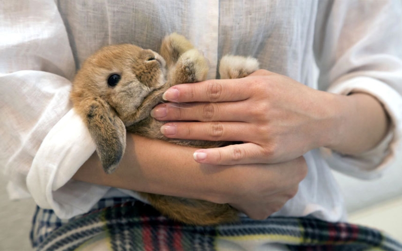 Weird and amazing facts about Japan Weird and amazing facts about Japan