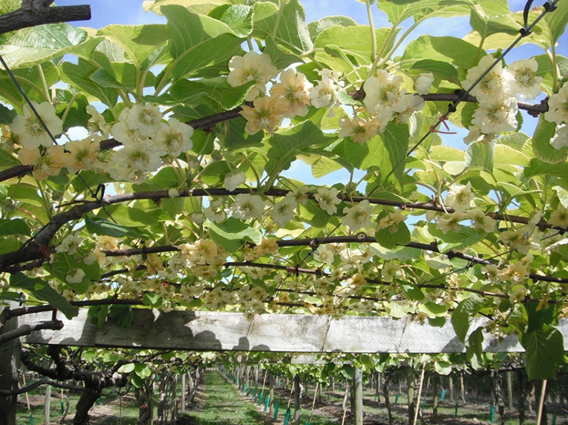 What do popular products look like before harvest