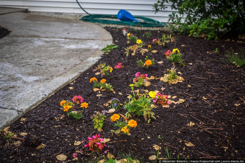 What does American Moscow look like What does American Moscow look like