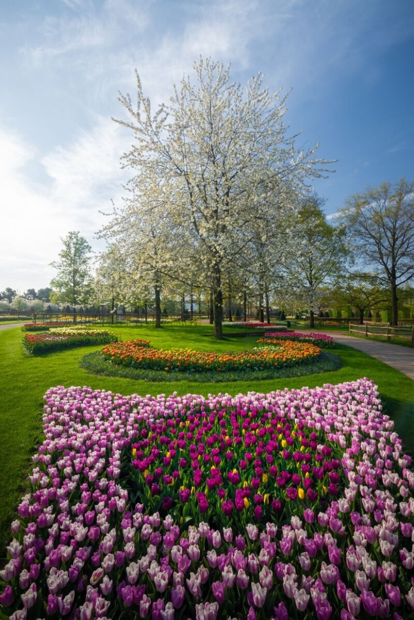 What does the most beautiful Keukenhof Tulip Park look like without a single visitor What does the most beautiful Keukenhof Tulip Park look like without a single visitor