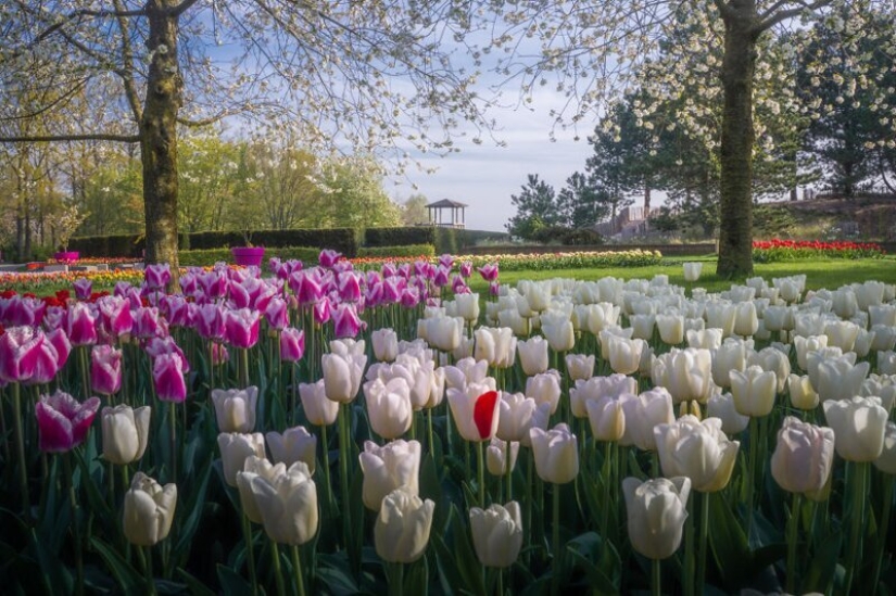 What does the most beautiful Keukenhof Tulip Park look like without a single visitor What does the most beautiful Keukenhof Tulip Park look like without a single visitor