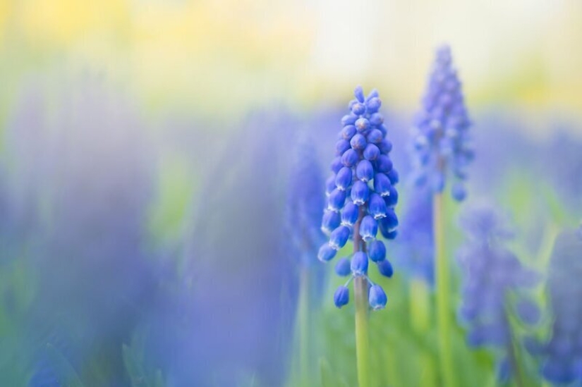 What does the most beautiful Keukenhof Tulip Park look like without a single visitor What does the most beautiful Keukenhof Tulip Park look like without a single visitor