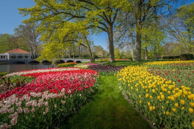 What does the most beautiful Keukenhof Tulip Park look like without a single visitor What does the most beautiful Keukenhof Tulip Park look like without a single visitor