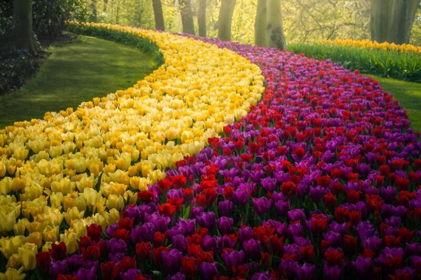 What does the most beautiful Keukenhof Tulip Park look like without a single visitor What does the most beautiful Keukenhof Tulip Park look like without a single visitor