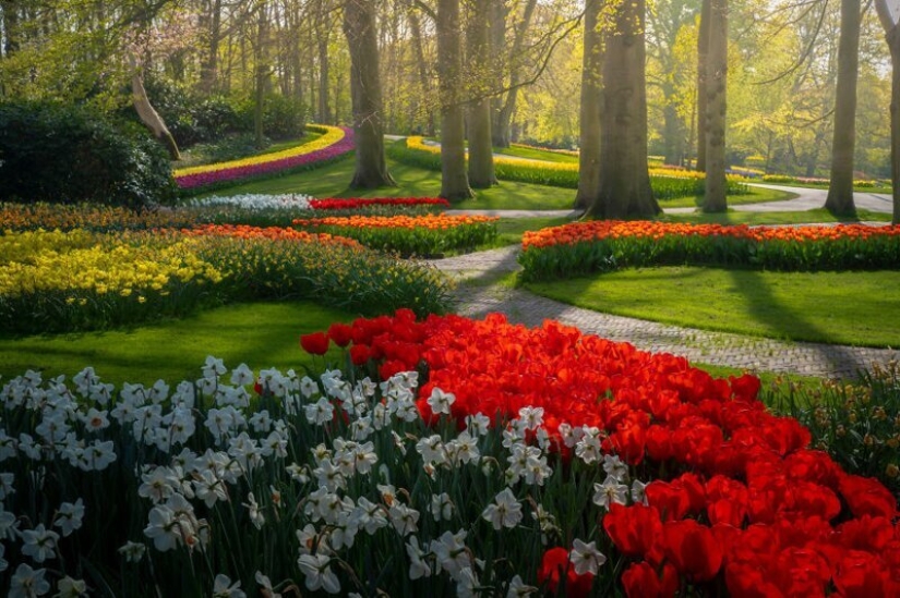 What does the most beautiful Keukenhof Tulip Park look like without a single visitor What does the most beautiful Keukenhof Tulip Park look like without a single visitor