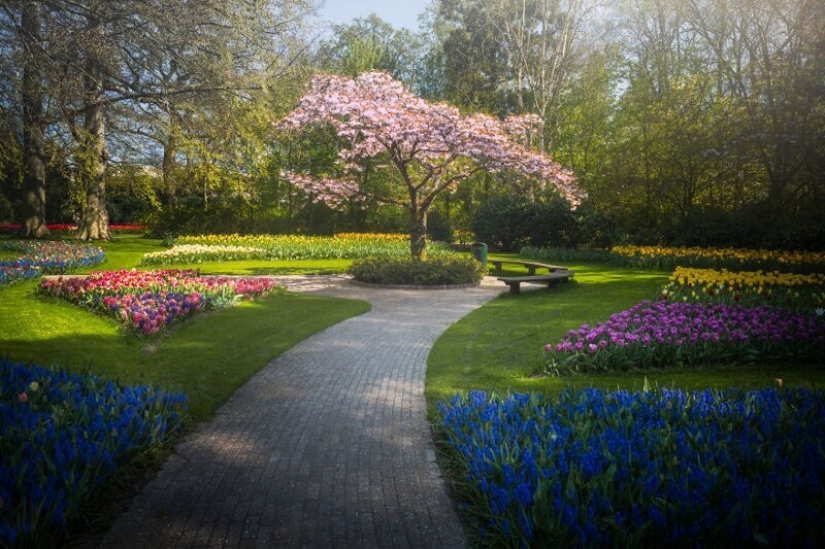 What does the most beautiful Keukenhof Tulip Park look like without a single visitor What does the most beautiful Keukenhof Tulip Park look like without a single visitor