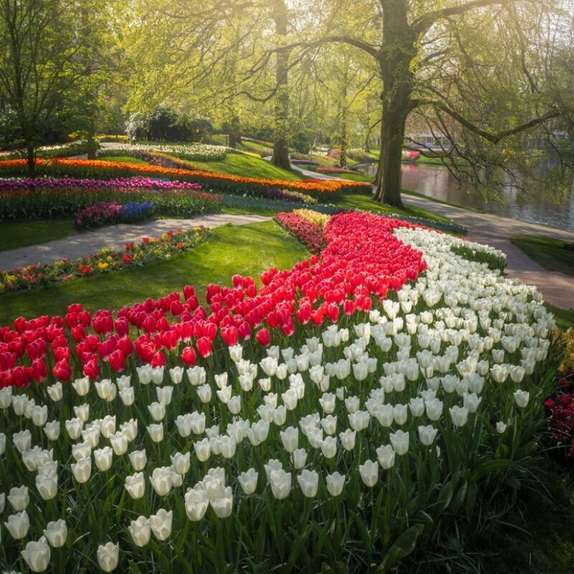 What does the most beautiful Keukenhof Tulip Park look like without a single visitor What does the most beautiful Keukenhof Tulip Park look like without a single visitor