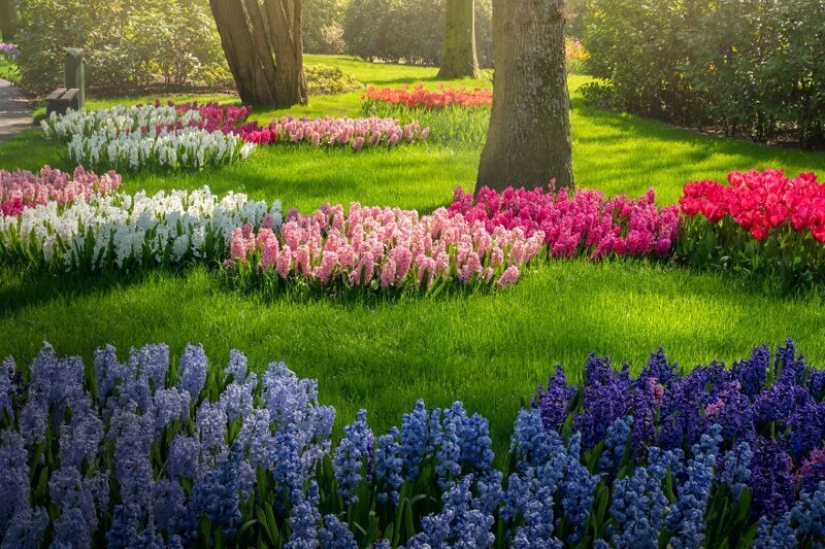 What does the most beautiful Keukenhof Tulip Park look like without a single visitor What does the most beautiful Keukenhof Tulip Park look like without a single visitor