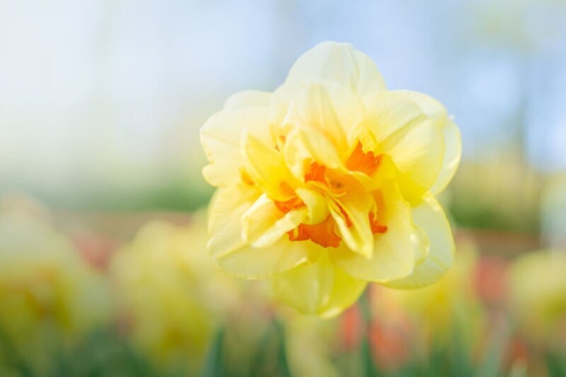 What does the most beautiful Keukenhof Tulip Park look like without a single visitor What does the most beautiful Keukenhof Tulip Park look like without a single visitor