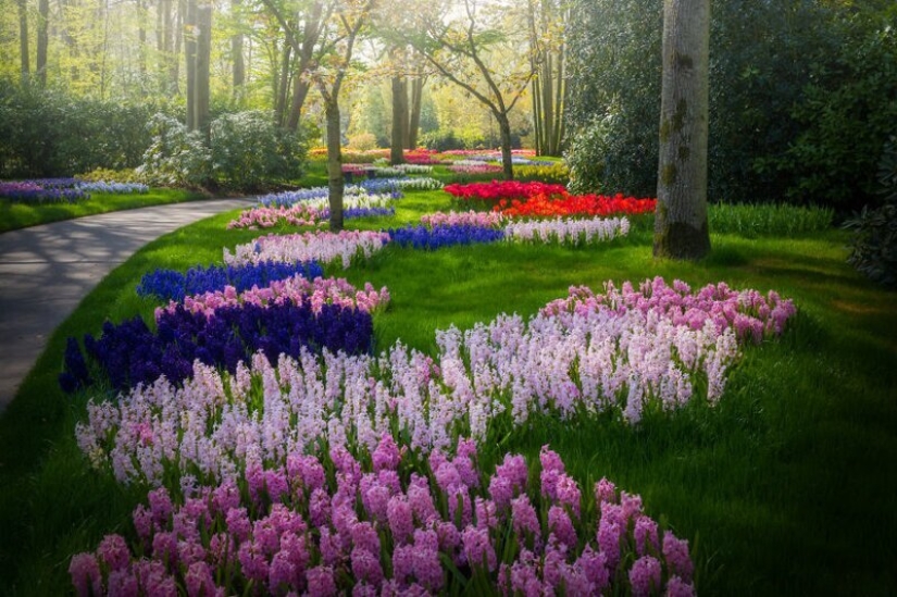 What does the most beautiful Keukenhof Tulip Park look like without a single visitor What does the most beautiful Keukenhof Tulip Park look like without a single visitor