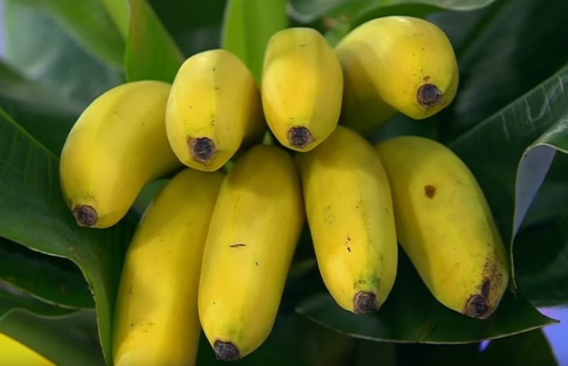 What happens if you eat 2 bananas a day?