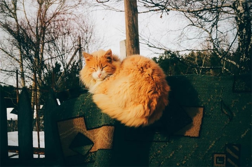 What happens to carpets that have been banished from the apartment