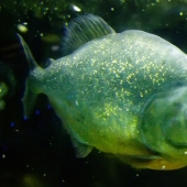 What you need to know about ales to love them