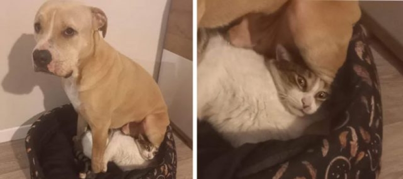 What's wrong with these dogs