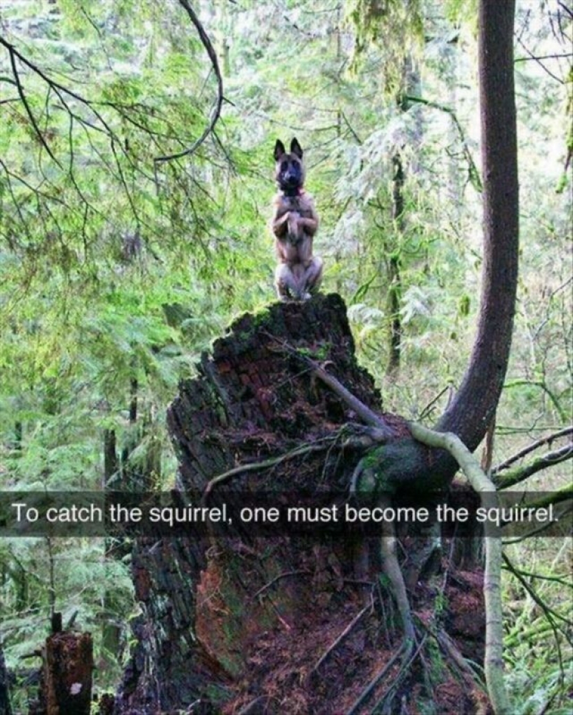 What's wrong with these dogs