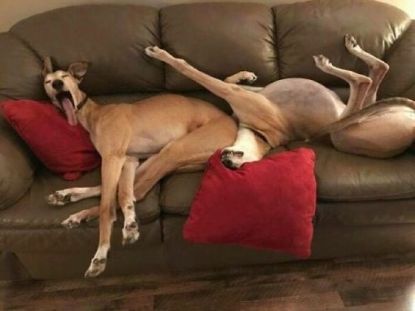 What's wrong with these dogs