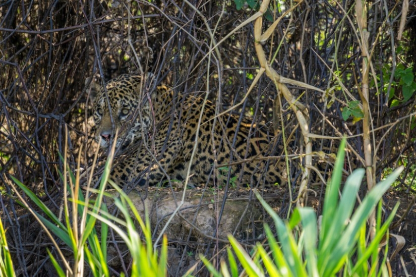 When animals are the gods of disguise