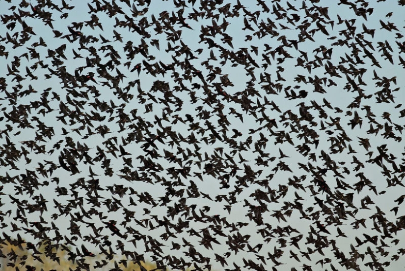 When classic Horror comes to life: the inexplicable invasion of black birds in Texas When classic Horror comes to life: the inexplicable invasion of black birds in Texas