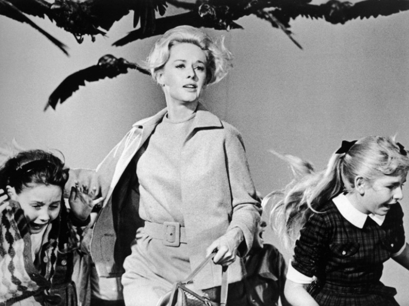 When classic Horror comes to life: the inexplicable invasion of black birds in Texas When classic Horror comes to life: the inexplicable invasion of black birds in Texas