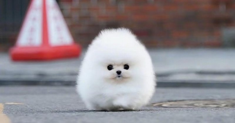 When mimicry rolls over: Pomeranian Snowball When mimicry rolls over: Pomeranian Snowball