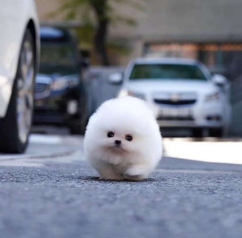 When mimicry rolls over: Pomeranian Snowball When mimicry rolls over: Pomeranian Snowball