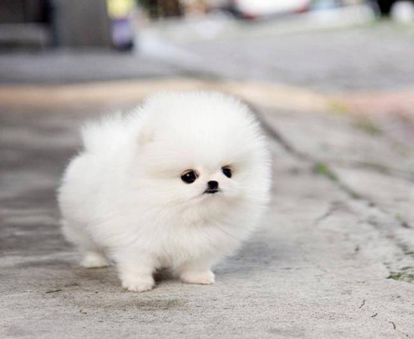 When mimicry rolls over: Pomeranian Snowball When mimicry rolls over: Pomeranian Snowball