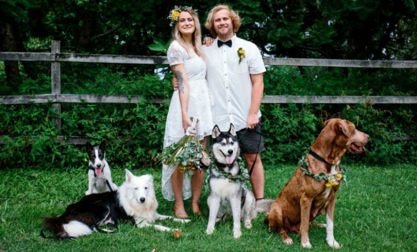 When the operator has paws: the couple instructed their dog to shoot the wedding When the operator has paws: the couple instructed their dog to shoot the wedding