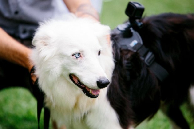When the operator has paws: the couple instructed their dog to shoot the wedding When the operator has paws: the couple instructed their dog to shoot the wedding