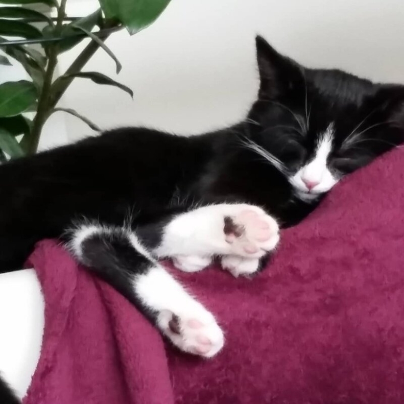 When vitiligo is beautiful: what does a cat with a pigmentation disorder look like?