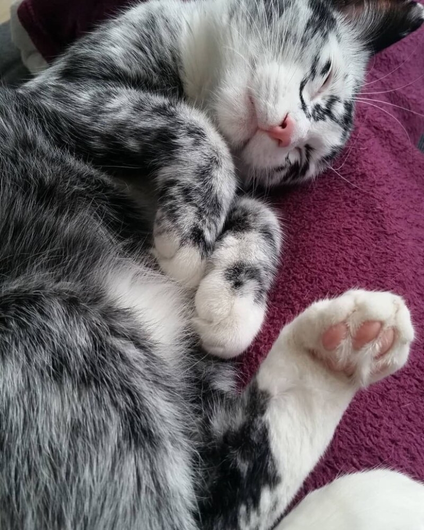 When vitiligo is beautiful: what does a cat with a pigmentation disorder look like?