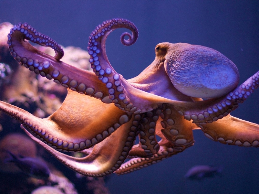 Which of the animals could take over the world after the death of mankind?