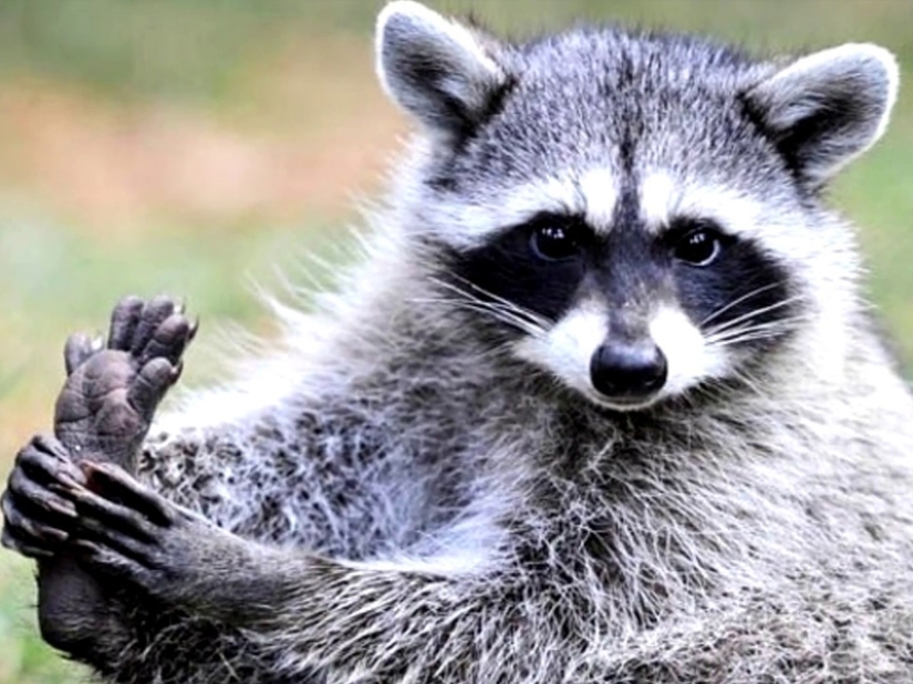 Which of the animals could take over the world after the death of mankind?