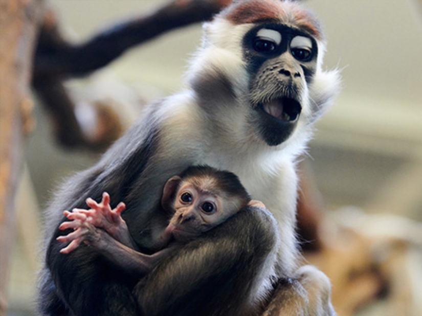 Which of the animals could take over the world after the death of mankind?