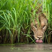 Which of them will be the winner: 14 incredible works from the Wildlife Photographer of the Year 2018 contest