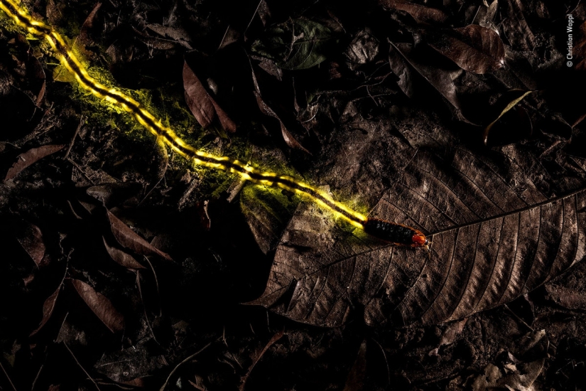 Which of them will be the winner: 14 incredible works from the Wildlife Photographer of the Year 2018 contest