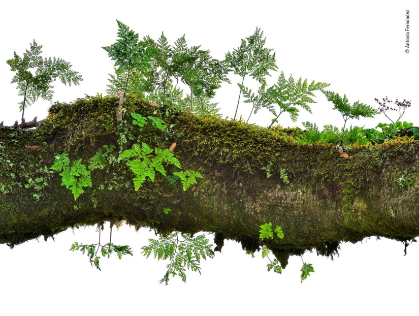 Which of them will be the winner: 14 incredible works from the Wildlife Photographer of the Year 2018 contest