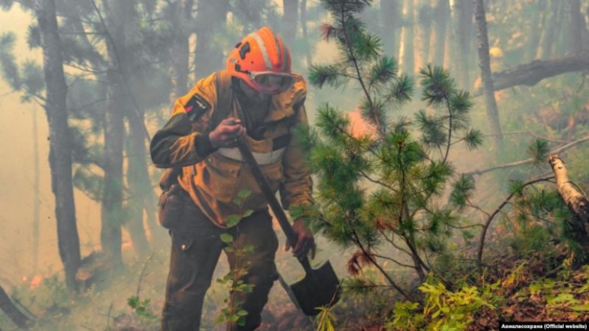 Why are forests burning? Experts named the reason for the deterioration of the fire situation on the planet