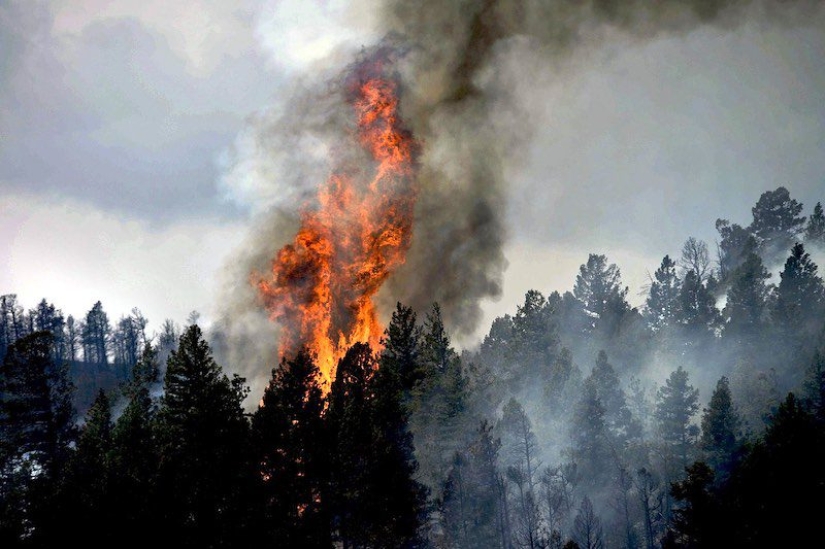 Why are forests burning? Experts named the reason for the deterioration of the fire situation on the planet