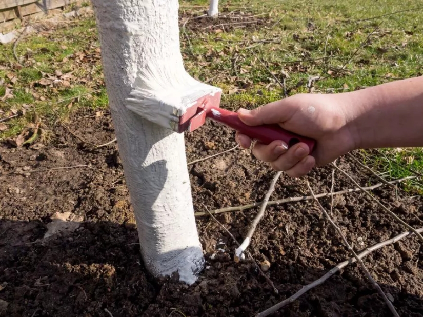 Why Do People Paint Tree Trunks White? Why Do People Paint Tree Trunks White?