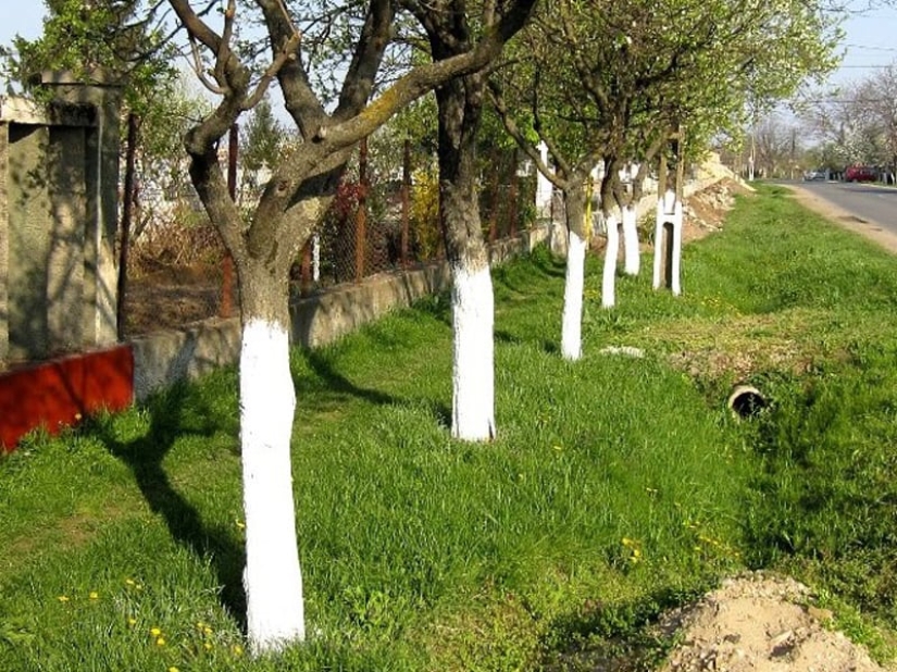Why Do People Paint Tree Trunks White? Why Do People Paint Tree Trunks White?