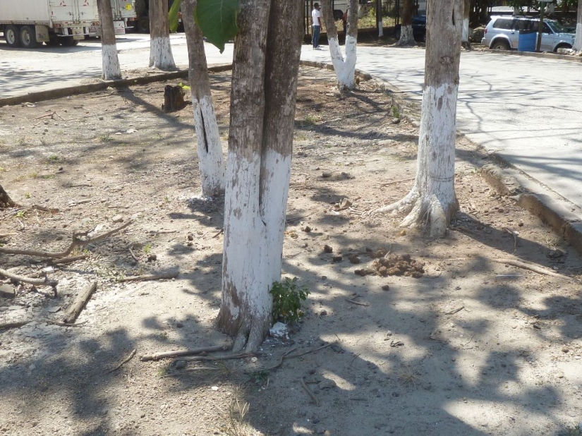 Why Do People Paint Tree Trunks White? Why Do People Paint Tree Trunks White?