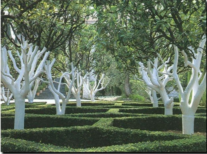 Why Do People Paint Tree Trunks White? Why Do People Paint Tree Trunks White?