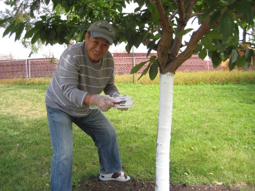Why Do People Paint Tree Trunks White? Why Do People Paint Tree Trunks White?