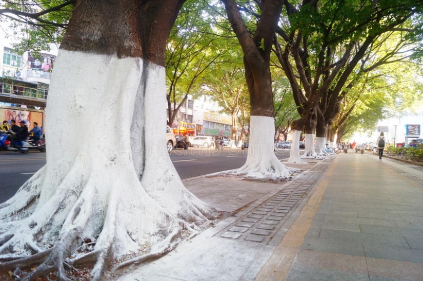 Why Do People Paint Tree Trunks White? Why Do People Paint Tree Trunks White?