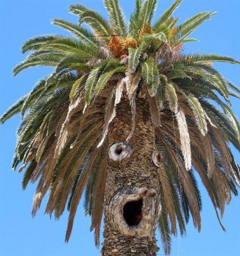 Why do we see faces everywhere