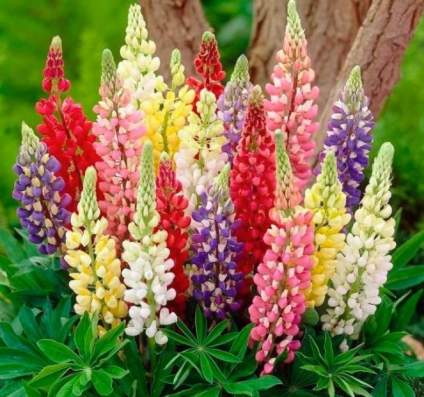 Why doesn't anyone ask men what their favorite flowers are?