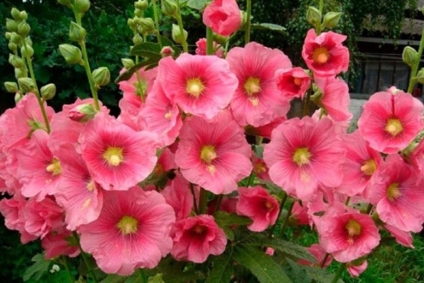Why doesn't anyone ask men what their favorite flowers are?