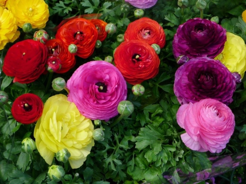 Why doesn't anyone ask men what their favorite flowers are?