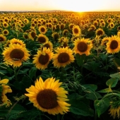 Why doesn't anyone ask men what their favorite flowers are?