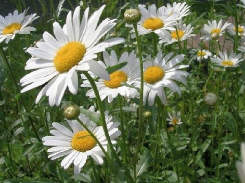 Why doesn't anyone ask men what their favorite flowers are?
